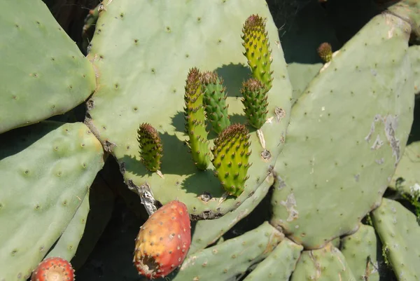 Tropikalna Zielona Roślina Soczyste Kaktusy — Zdjęcie stockowe