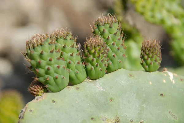 Planta Verde Tropical Cactos Suculentos — Fotografia de Stock