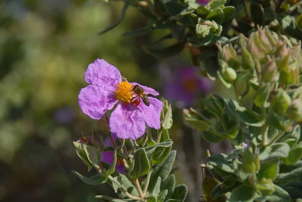 Fleurs Dans Parc — Photo