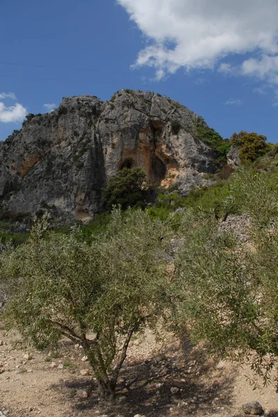 スペイン 山のオリーブの木 — ストック写真