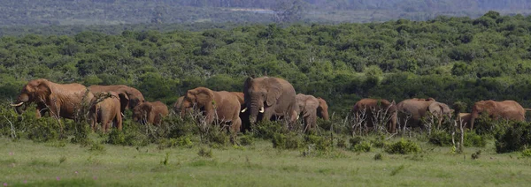 Elefantes Savannah Elefantes Del Desierto — Foto de Stock