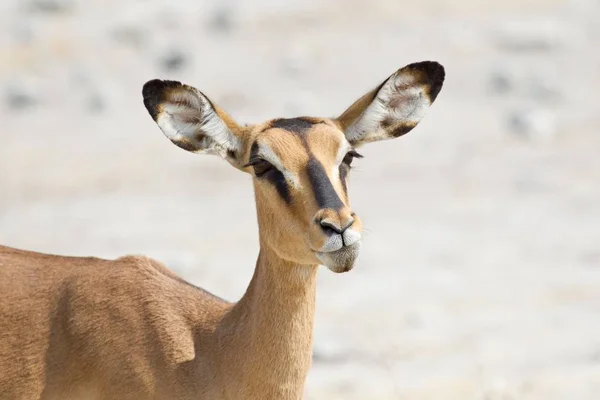 Malerischer Blick Auf Schöne Hirsche Der Natur — Stockfoto