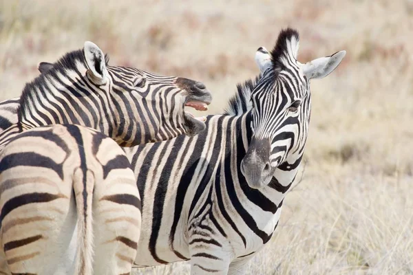 Zebra Hayvanları Vahşi Yaşam Bitki Örtüsü Fauna — Stok fotoğraf