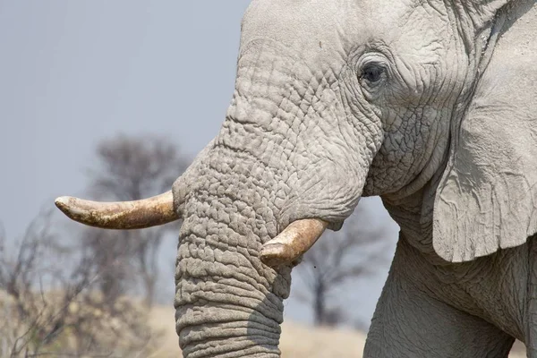 Afrika Fil Hayvanları Vahşi Yaşam — Stok fotoğraf