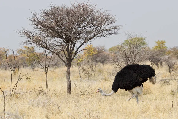 Struzzo Uccello Animale Fauna Selvatica — Foto Stock