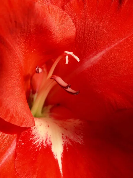 Gladiolus Virágszirmok Virágzás — Stock Fotó