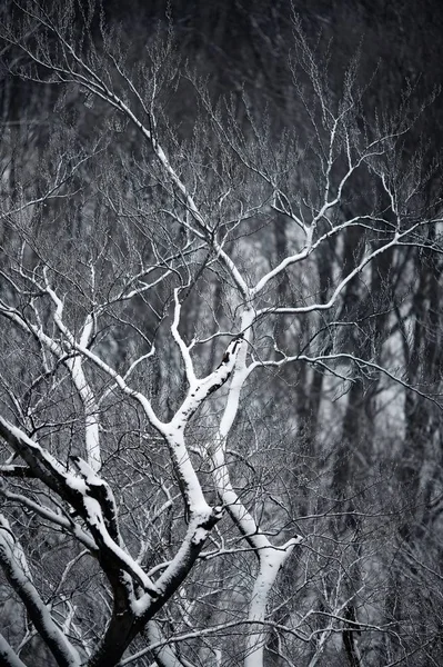 나무의 눈덮인 가지들 — 스톡 사진