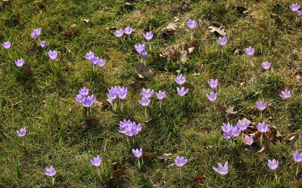 春の花や花びら — ストック写真