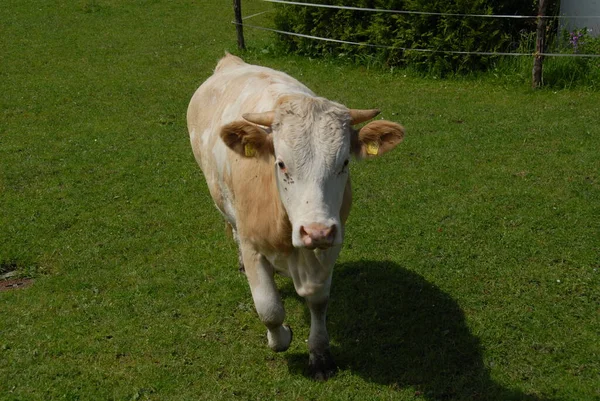 Vacas Vontade — Fotografia de Stock