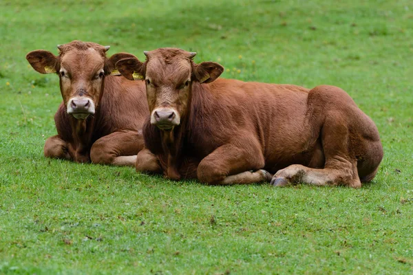 Koeien Het Natuurlijke Landschap Selectieve Focus — Stockfoto