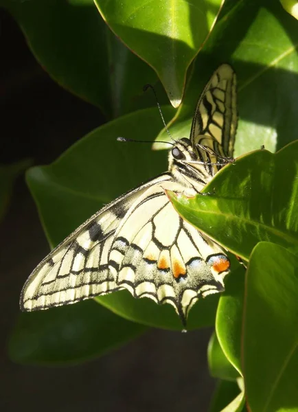 Close Uitzicht Mooie Zwaluwstaart Vlinder — Stockfoto