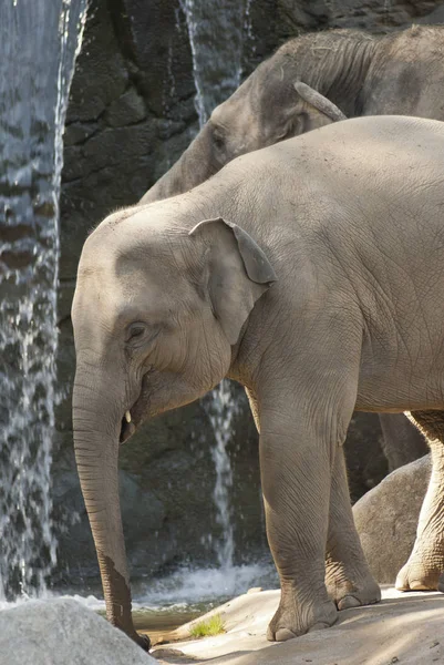 Elefantes Cascada — Foto de Stock
