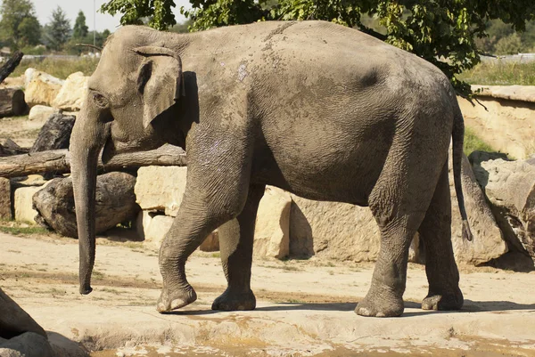 Elefante Recinto — Foto de Stock