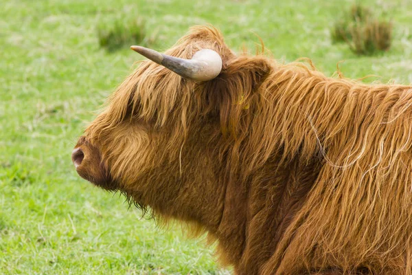 Highland Cattle Portrait Lying Meadow — Stock Photo, Image
