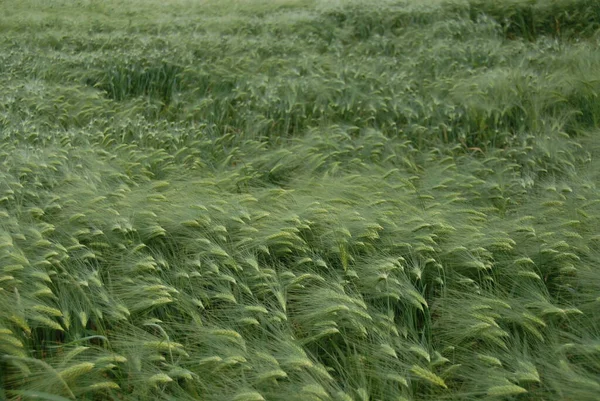 Céréales Dans Champ — Photo