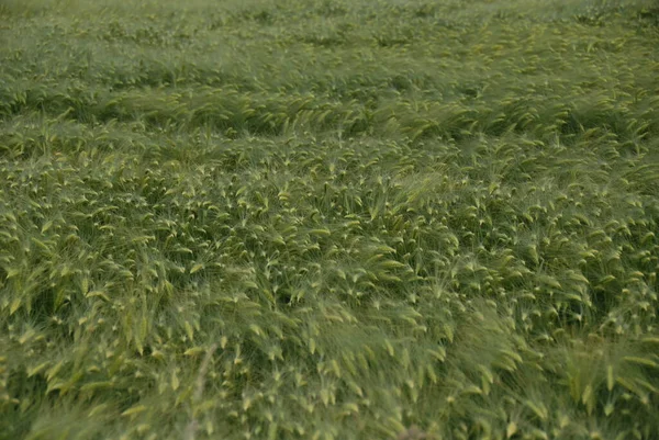 Cereales Campo — Foto de Stock