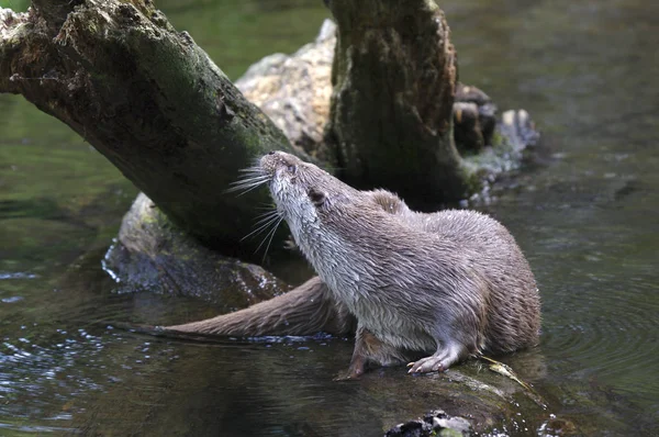 Fischotter Wassertiere Naturfauna — Stockfoto