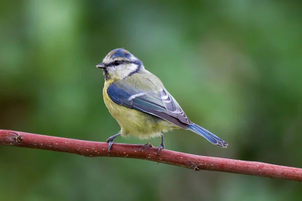 Blue Tit Sitting Branch Nblue Tit Sitting Branch — 스톡 사진