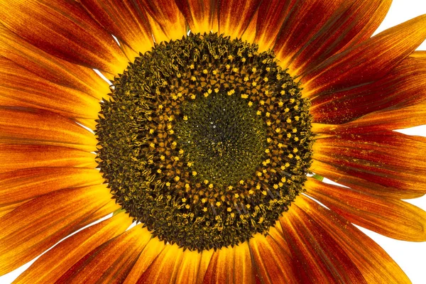 Zonnebloemen Het Veld — Stockfoto