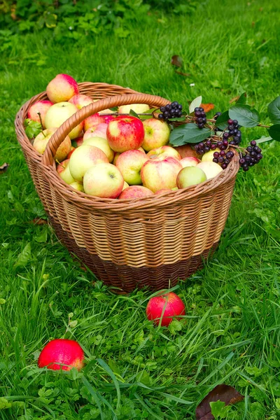 Pommes Biologiques Saines Dans Panier — Photo