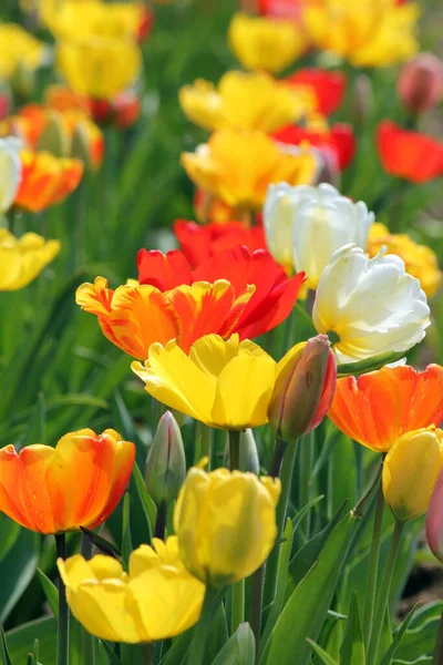 Fleurs Tulipes Dans Prairie Flore Printanière — Photo