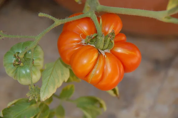 Tomates Niveau Paille — Photo