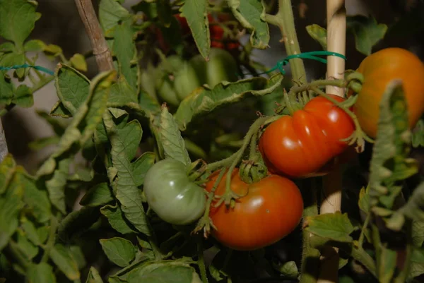 Piros Érett Paradicsom Közelről — Stock Fotó