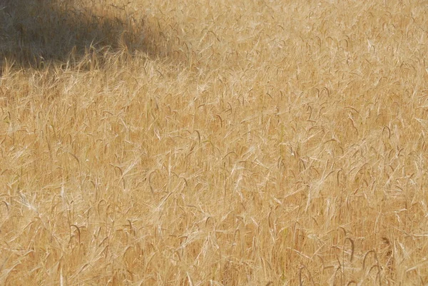 Cereali Nel Campo — Foto Stock