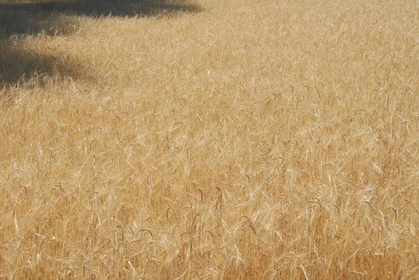 Grano Campo — Foto de Stock