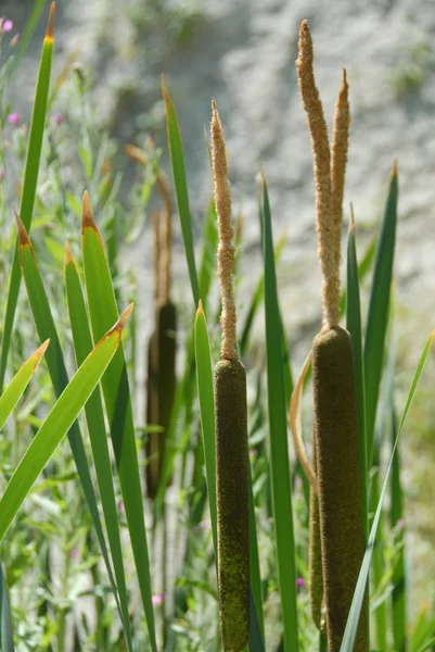 Pastos Marinos Flora Follaje Naturaleza —  Fotos de Stock