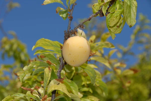 Prunes Sur Arbre — Photo