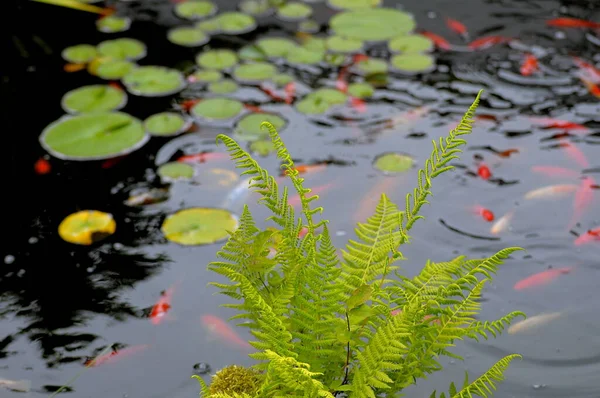 Fern Water Lily Leaves Goldfish Royal Fern Osmunda Regalis Common — Stock Photo, Image