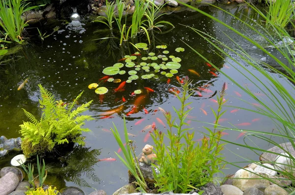 Étang Jardin Avec Poissons Rouges Jardin Ornement — Photo