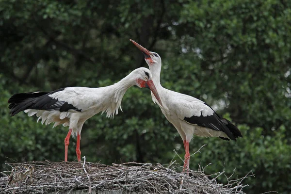 Aussichtsreiche Aussicht Auf Weißstorch Wilder Natur — Stockfoto