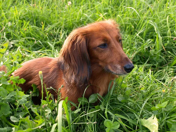 Retrato Cão Bonito — Fotografia de Stock