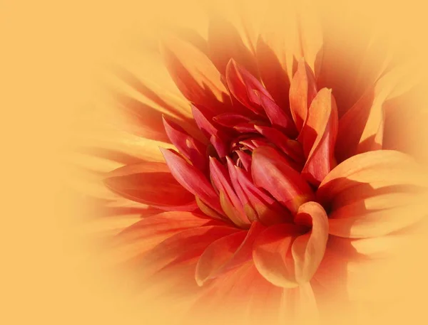 Летний Цветок Ботаника Флора — стоковое фото