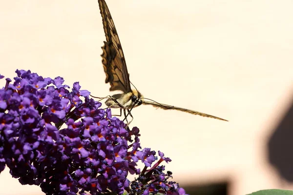 Closeup Άποψη Της Όμορφης Πεταλούδας Περιστέρι — Φωτογραφία Αρχείου