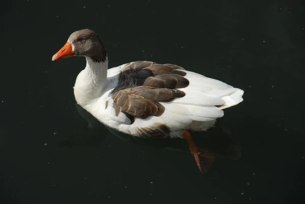 Gansos Patos Lago — Fotografia de Stock