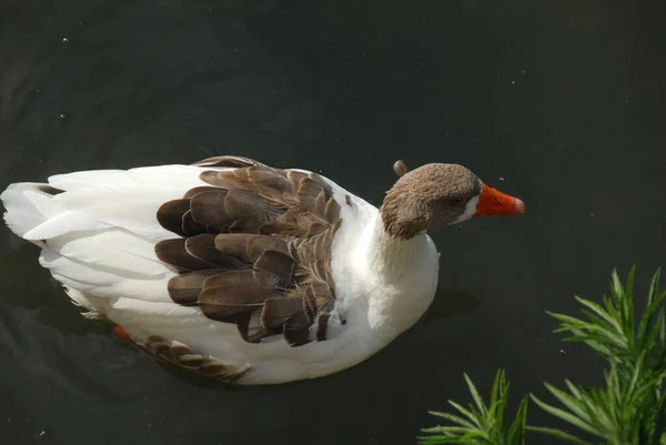 Geese Ducks Lake — Stock Photo, Image