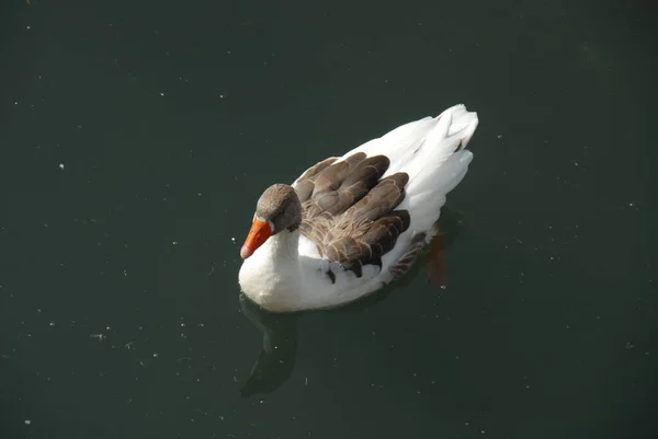 Gansos Patos Lago — Fotografia de Stock