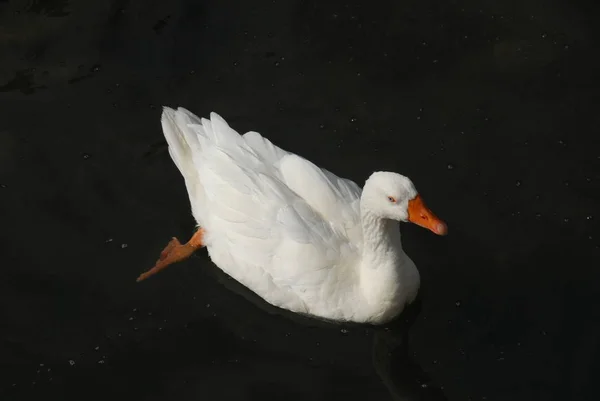 Gansos Patos Lago — Fotografia de Stock