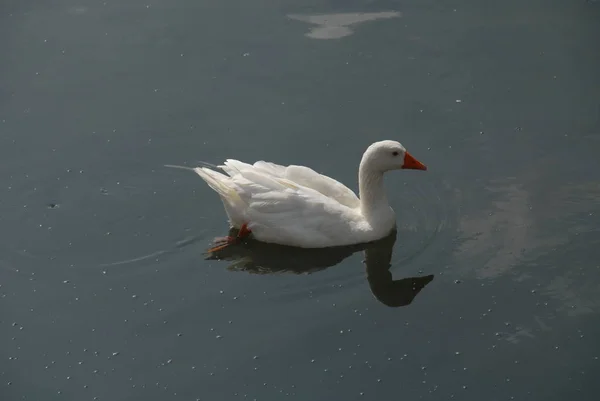 Gansos Patos Lago — Fotografia de Stock