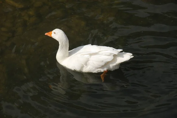 Vacker Utsikt Över Vacker Fågel Naturen — Stockfoto