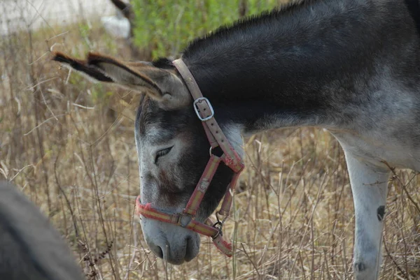 Burro Animal Fauna Ganadería — Foto de Stock