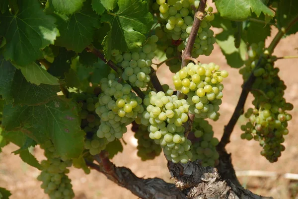 Cachos Uvas Videiras Agrícolas Uvas — Fotografia de Stock