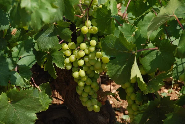 Agricultura Folhagem Videira Uvas — Fotografia de Stock