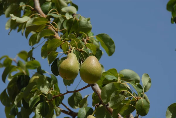 Birnen Auf Dem Baum — Stockfoto