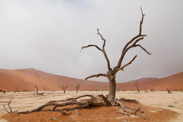 Panoramisch Uitzicht Duinen Selectieve Focus — Stockfoto