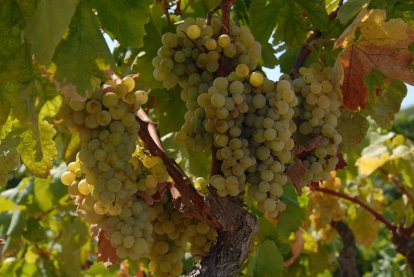 Grappoli Uva Viti Agricole Uva — Foto Stock