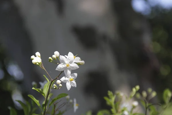 Fleurs Été Flore Pétales — Photo